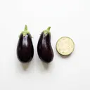 Aubergine, roh