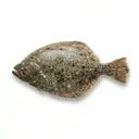 Flunder, Filet, gedämpft (ohne Zusatz von Fett und Salz)