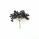 Holunderbeere, schwarz, roh