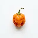 Scotch Bonnet Chilischote
