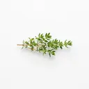 Thymian