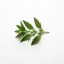 Epazote