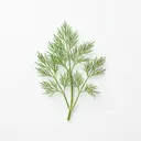Dill, frisch