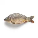 Karpfen tiefgefroren