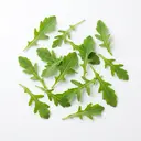 Rucola