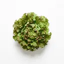 Schnittsalat/Pflücksalat, roh