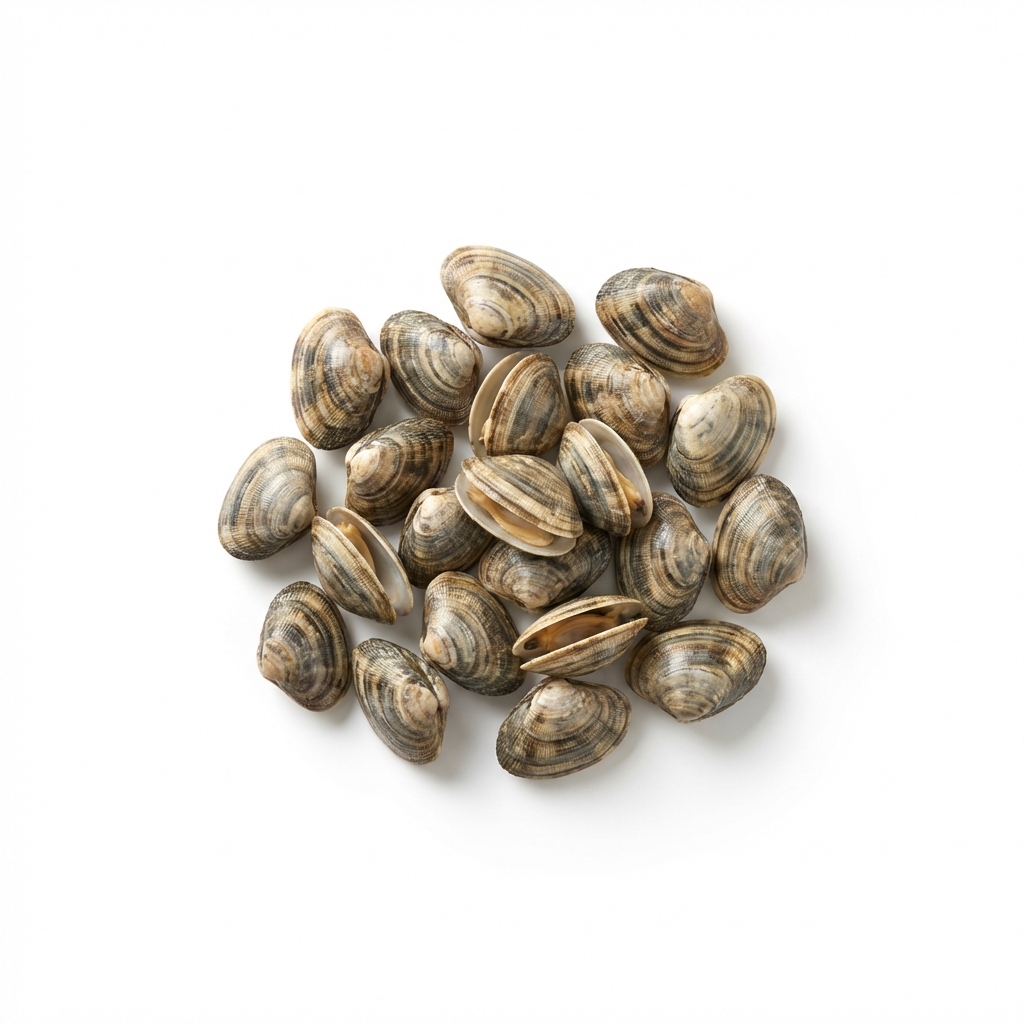 Venusmuschel roh