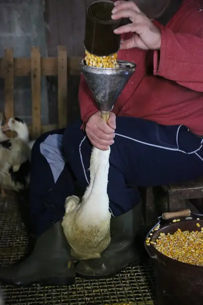 Foto von Klassische Französische Foie Gras Terrine – fertig angerichtet
