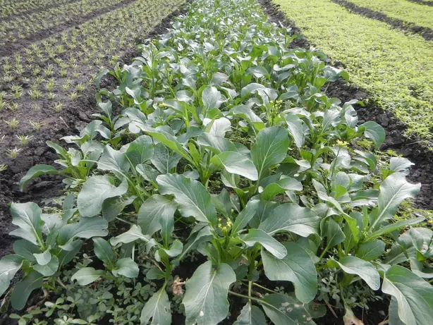 Cook Snap von kochcode-team