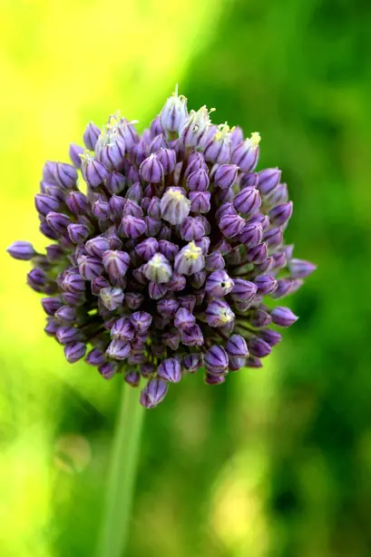 Foto von Klassische eingelegte Cocktailzwiebeln – fertig angerichtet