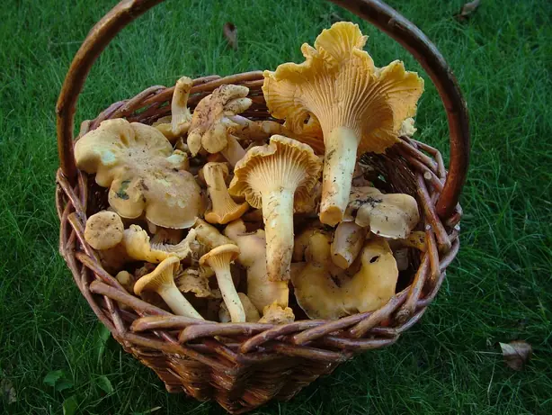 Cook Snap von kochcode-team