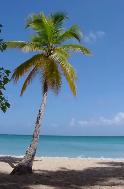 Foto von Knusprige Kokoschips mit Meersalz – fertig angerichtet