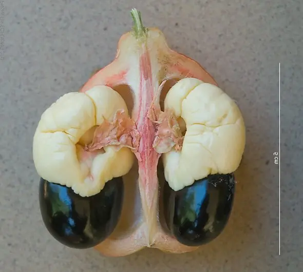 Cook Snap von kochcode-team