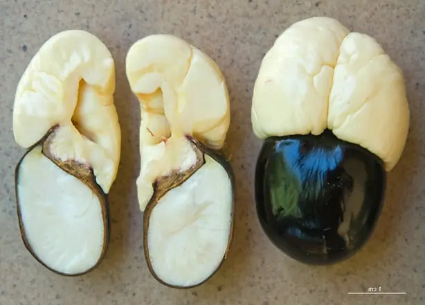 Cook Snap von kochcode-team