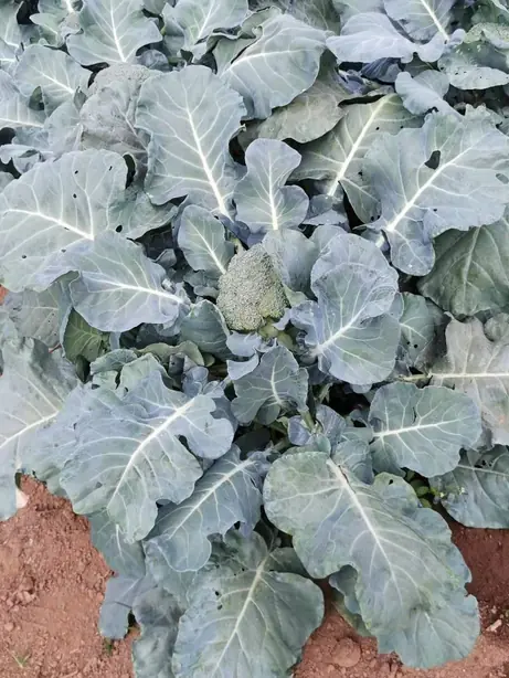 Cook Snap von kochcode-team