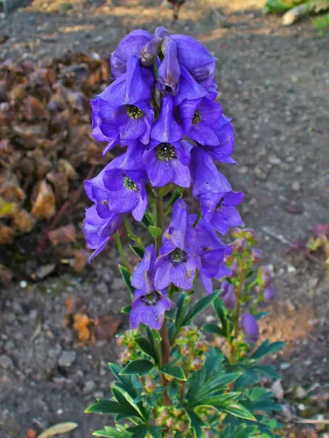 Foto von Tibetischer Reiswein Chhaang – fertig angerichtet