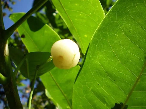 Cook Snap von kochcode-team