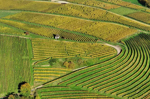 Foto von Badische Markgräfler Weinsuppe – fertig angerichtet