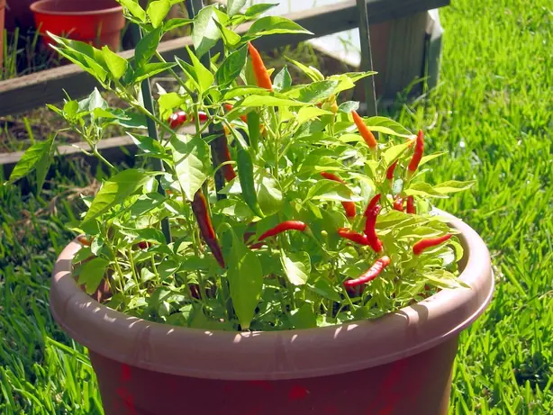 Cook Snap von kochcode-team