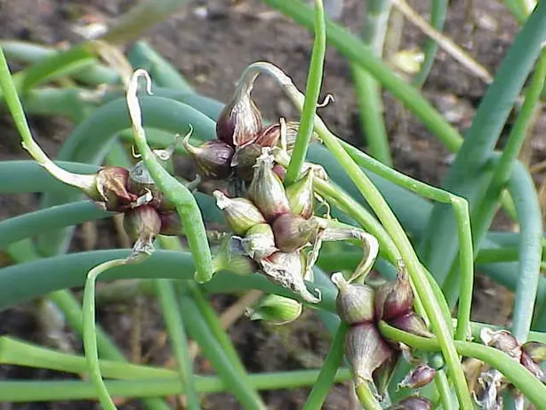Foto von Eingelegte Etagenzwiebeln süß-sauer – fertig angerichtet