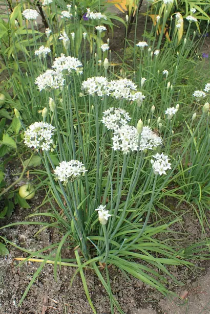 Foto von Chinesisches Rührei mit Schnittknoblauch – fertig angerichtet