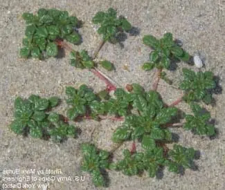 Amaranth2 – Foto: Mark Burlas, Sr. Wildlife Biol (PUBLIC DOMAIN)