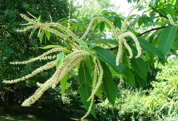Foto von Klassische geröstete Maroni aus dem Ofen – fertig angerichtet