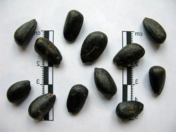 Cook Snap von kochcode-team