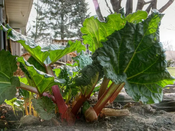 Cook Snap von kochcode-team