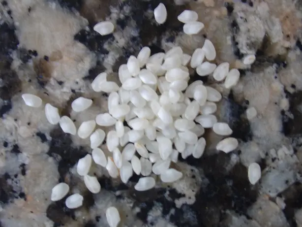 Foto von Valencianische Paella mit Bomba-Reis – fertig angerichtet