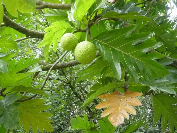 Cook Snap von kochcode-team