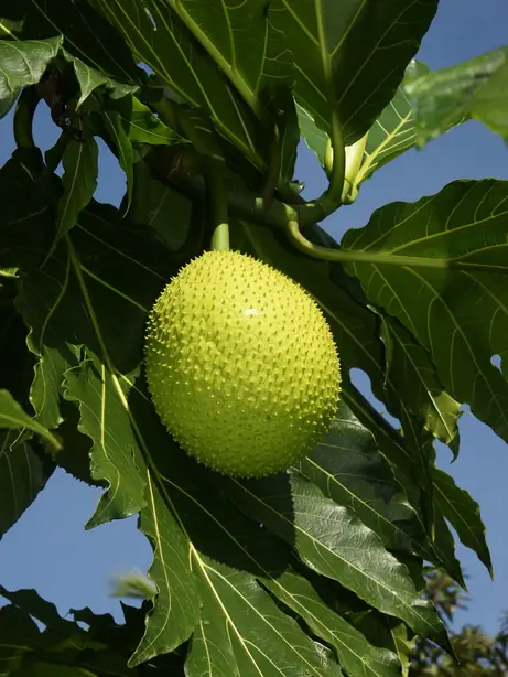 Cook Snap von kochcode-team