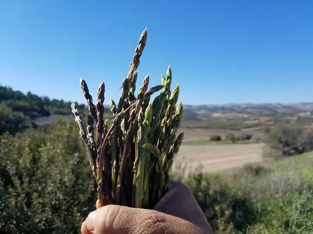 Asparagus aphyllus - 2018 – Foto: Ariel Fishman (CC BY-SA 4.0)