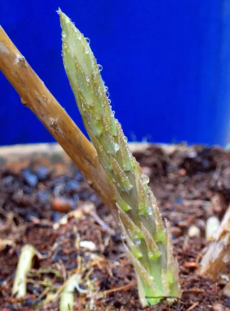 Asparagus Tip – Foto: SeanMack (CC BY-SA 3.0)