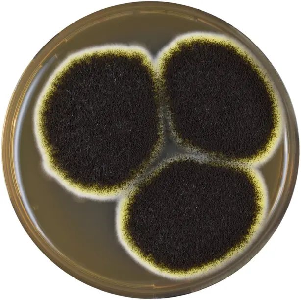 Foto von Japanisches Shio Koji klassisch – fertig angerichtet