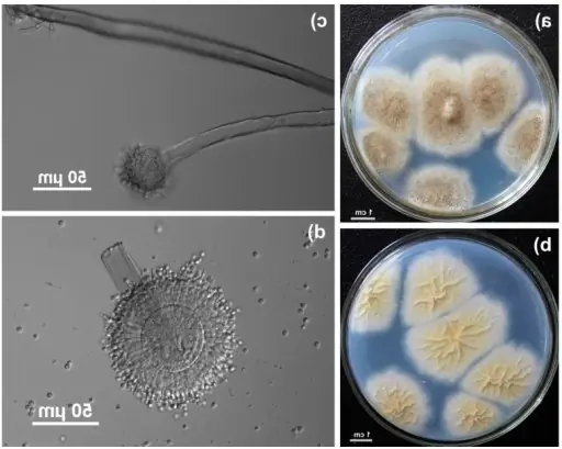 Cook Snap von kochcode-team