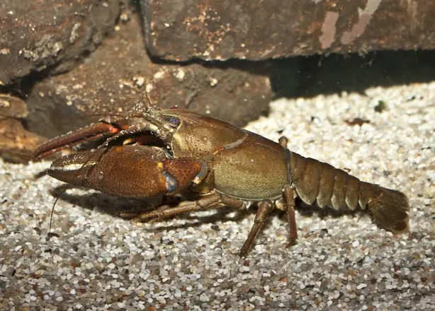 Foto von Nobler Krebs mit Kräuterbutter – fertig angerichtet