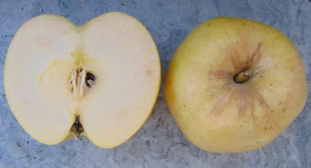 Cook Snap von kochcode-team