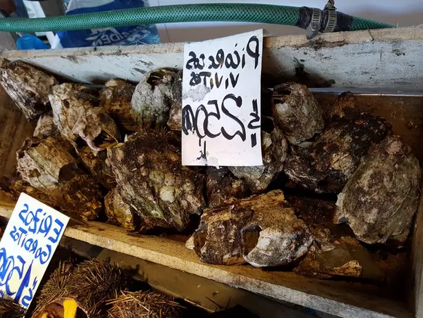 Foto von Chilenische Picoroco-Barnakeln – fertig angerichtet