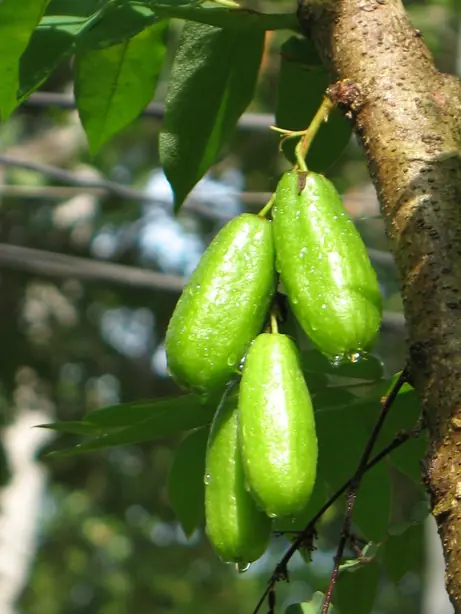 Cook Snap von kochcode-team