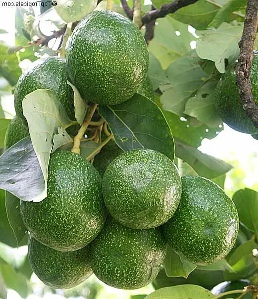 Cook Snap von kochcode-team