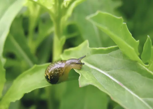 Foto von Escargots Petit-Gris in Kräuterbutter – fertig angerichtet