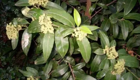 Cook Snap von kochcode-team