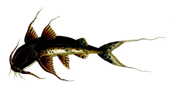 Bagrus yarrelli Sykes – Foto: J. Swaine (artist) (PUBLIC DOMAIN)