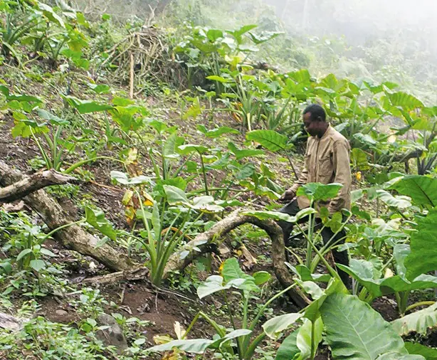 Foto von Westafrikanischer Cocoyam-Eintopf – fertig angerichtet