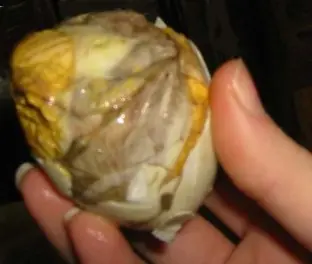 Cook Snap von kochcode-team