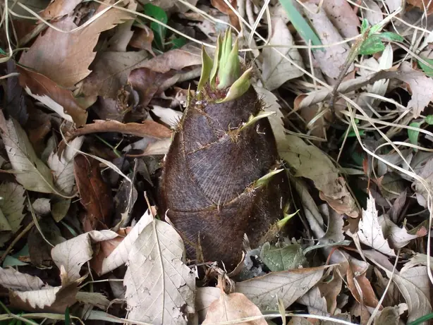 Cook Snap von kochcode-team