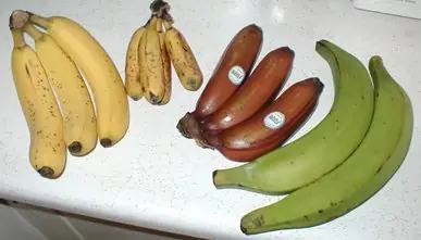 Cook Snap von kochcode-team