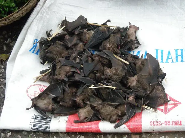 Foto von Indonesisches Paniki Fledermaus-Curry – fertig angerichtet