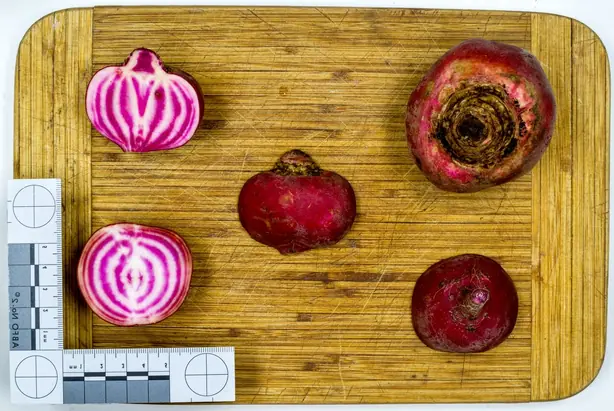 Cook Snap von kochcode-team